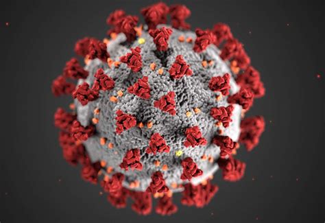 coronavirus videos